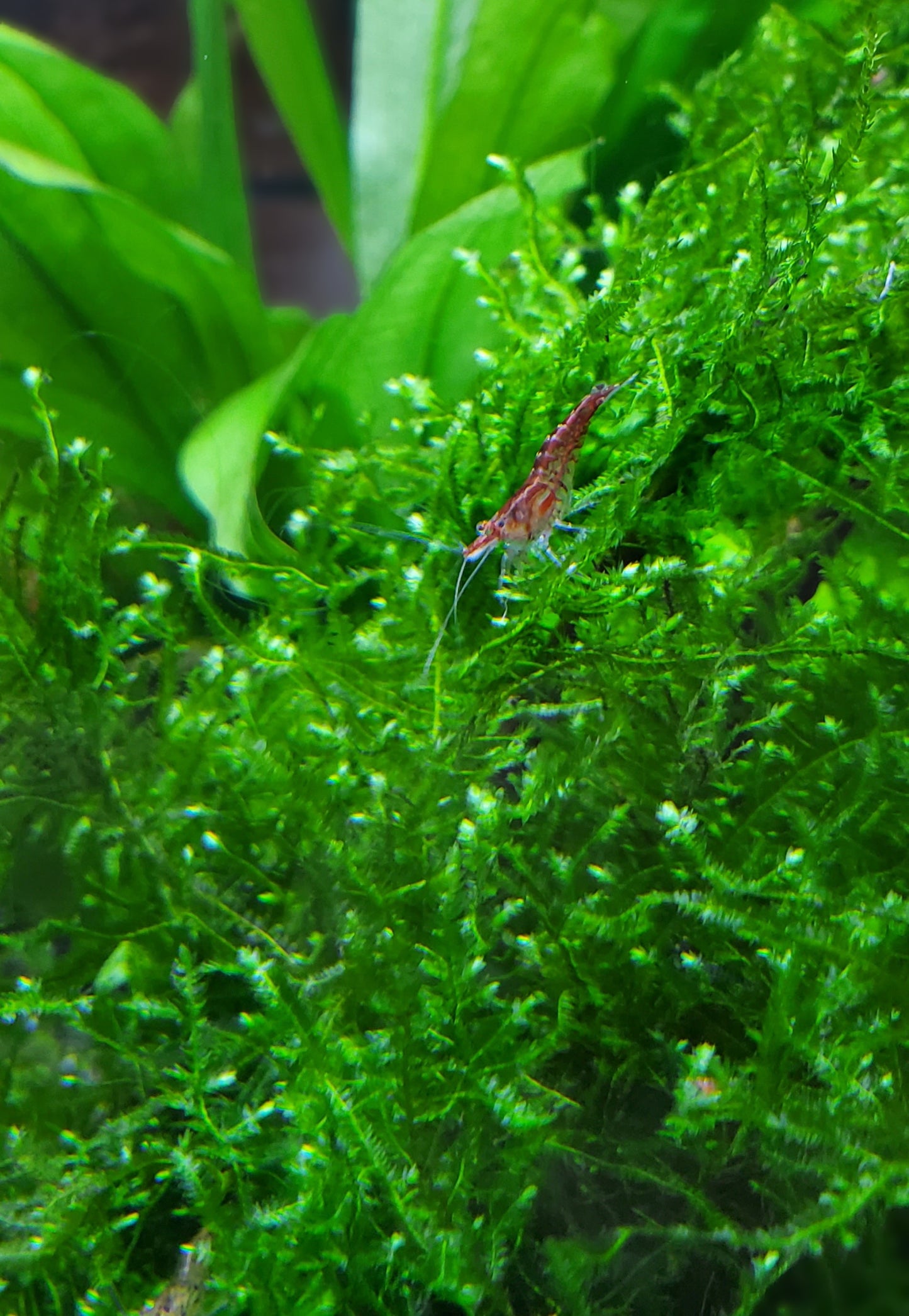 Classic Cleaner Combo Pack - Your Aquarium's Ultimate Ecosystem Enhancer