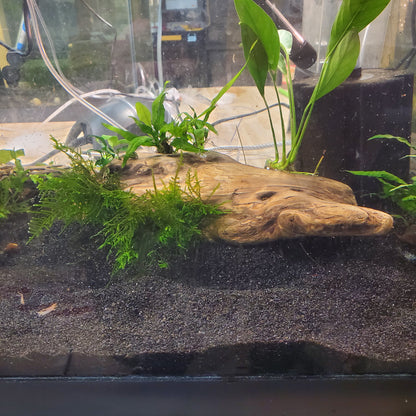 Planted Driftwood - Java Fern & Anubias (assorted)