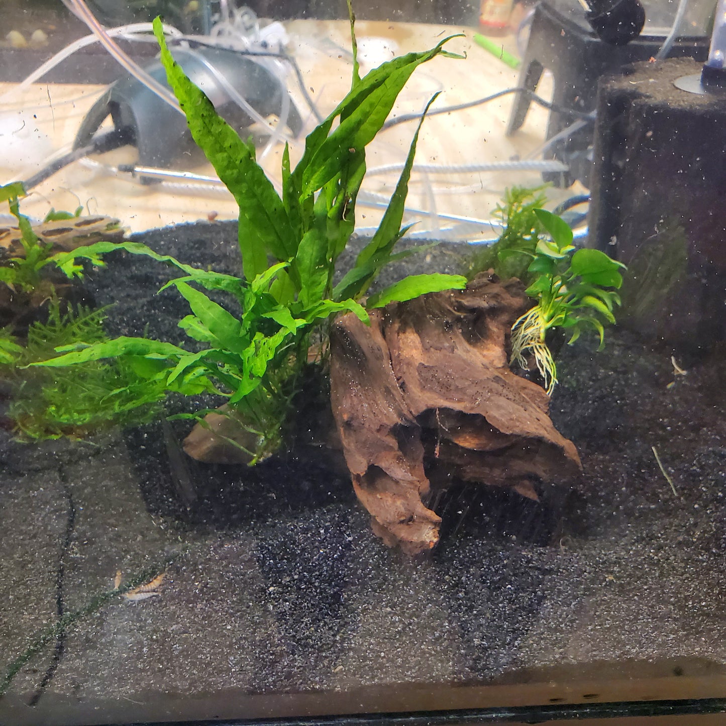 Planted Driftwood - Java Fern & Anubias (assorted)