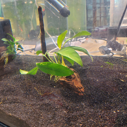 Planted Driftwood - Java Fern & Anubias (assorted)