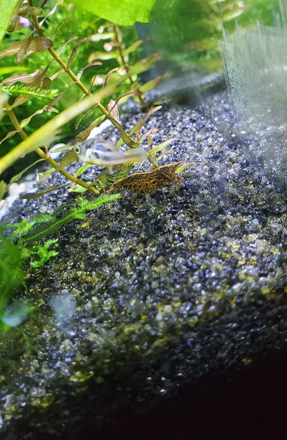 Cherry Shrimp Skittles Pack (12+2) + Live Moss