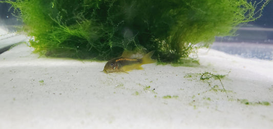 Gold Laser Corydoras (Corydoras sp. CW010)