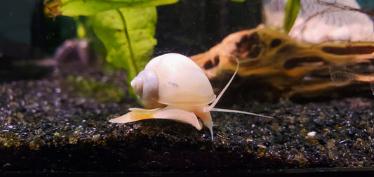 Ivory Mystery Snails Combo Pack