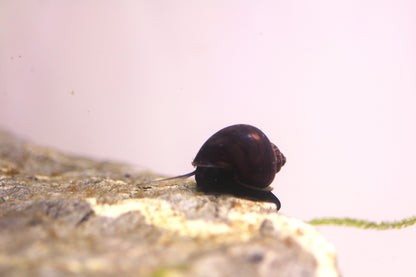 Purple Mystery Snails