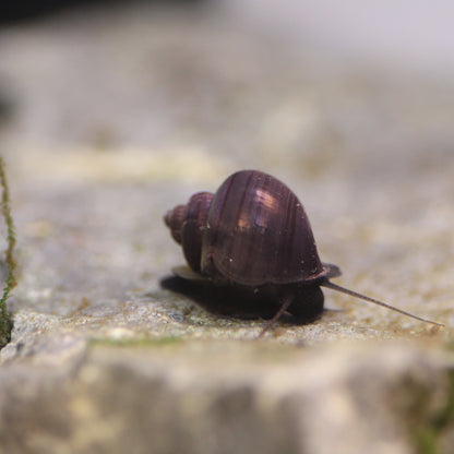 Purple Mystery Snails