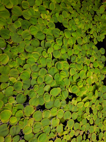 Red Root Floaters & Crystalwort