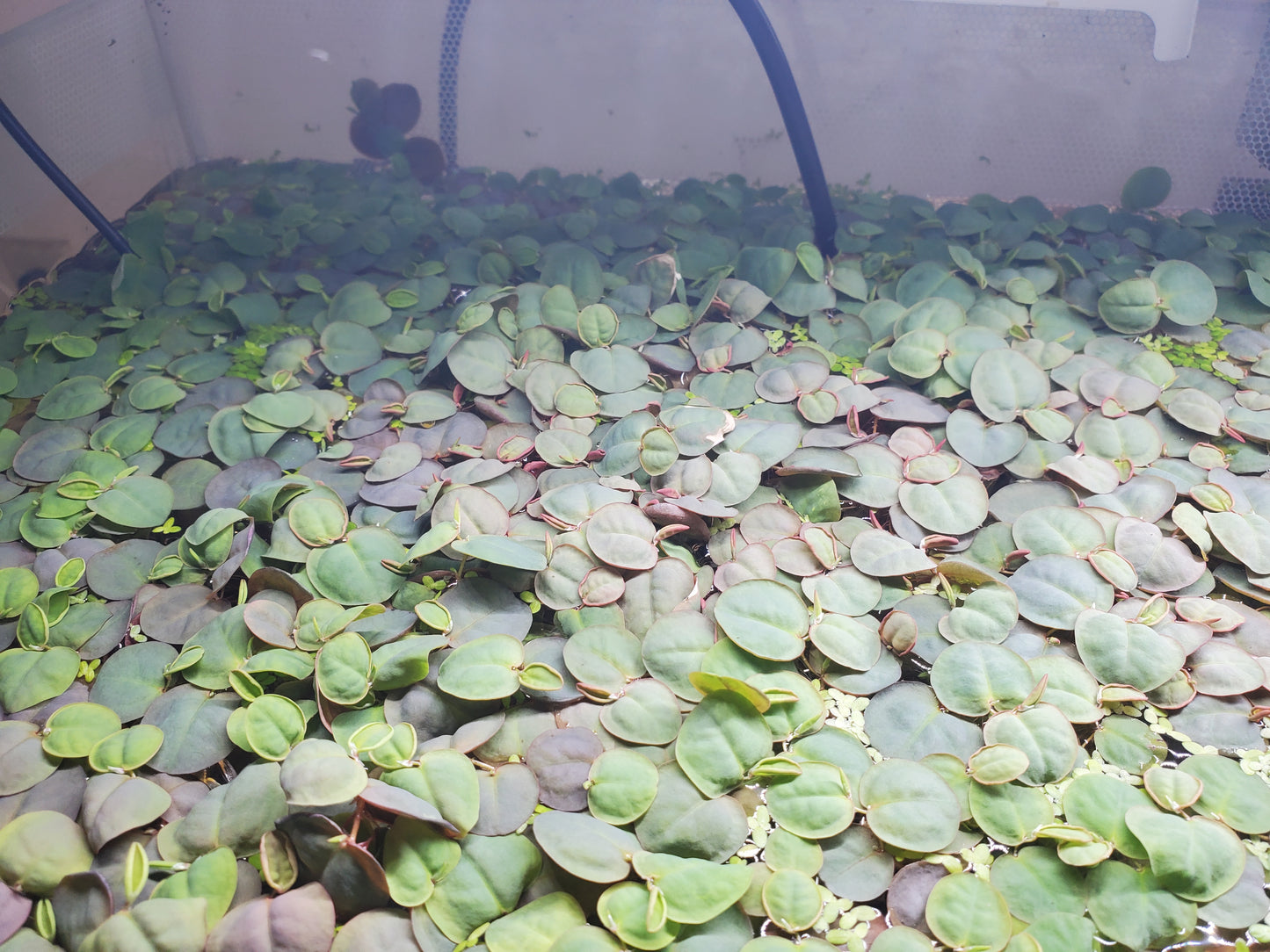 Red Root Floaters & Crystalwort