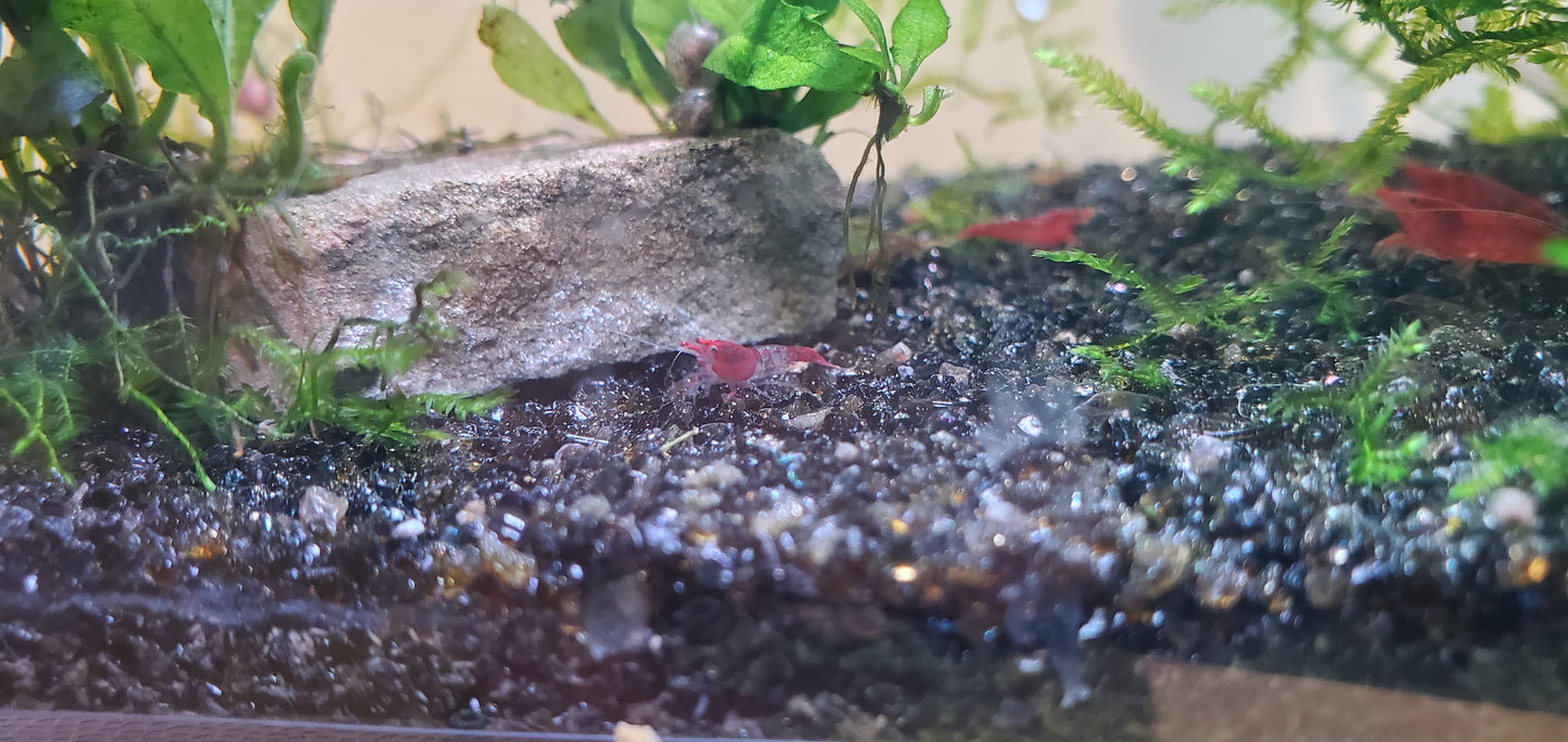 Cherry Shrimp Skittles Pack (12+2) + Live Moss