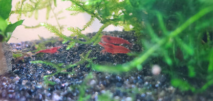 Cherry Shrimp Skittles Pack (12+2) + Live Moss