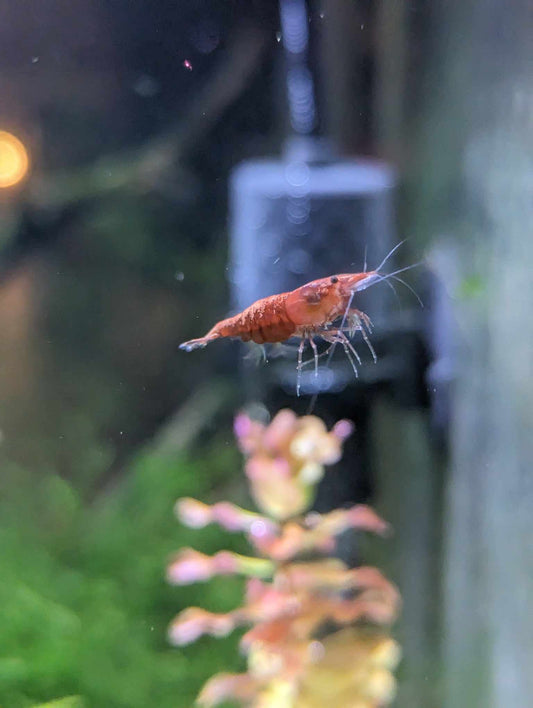 Cherry Shrimp Skittles Pack (12+2) + Live Moss